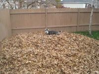 Un husky joue dans des feuilles