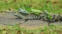 croc-voiturage...