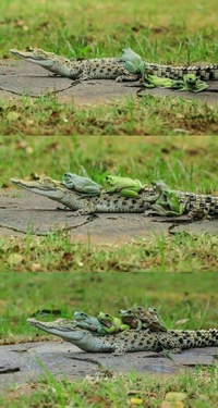 croc-voiturage...