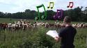 Vaches et mysticisme 2