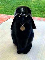 Chatvador
