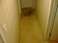 Parkour cat