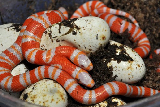Un serpent albinos et à deux têtes a éclos dans un zoo en Floride (Etats-Unis)