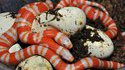 Un serpent pas commun