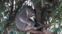 Air guitar koala