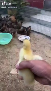 Jirouette essaie de se faire des amis