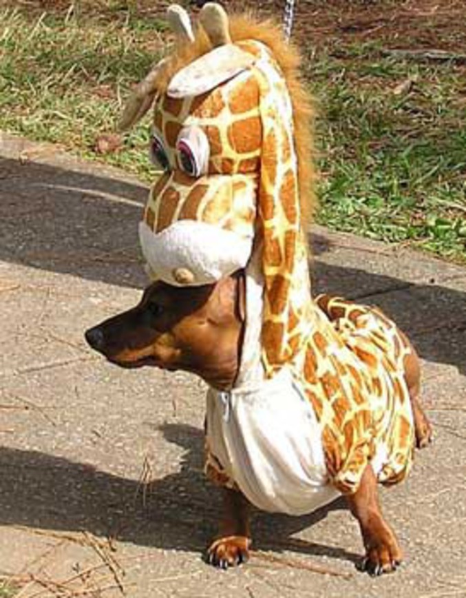 Un chien est déguisé en girafe pour le carnaval