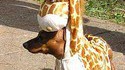 chien girafe