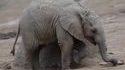 Un éléphant