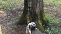 Balance ton chien