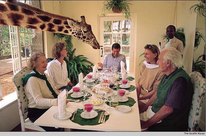 Une girafe s'invite à un repas de famille.