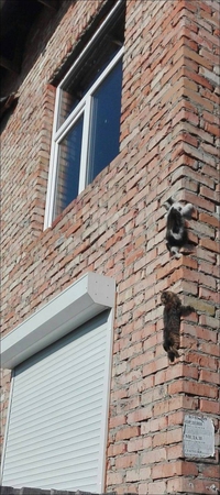es-cat-lade