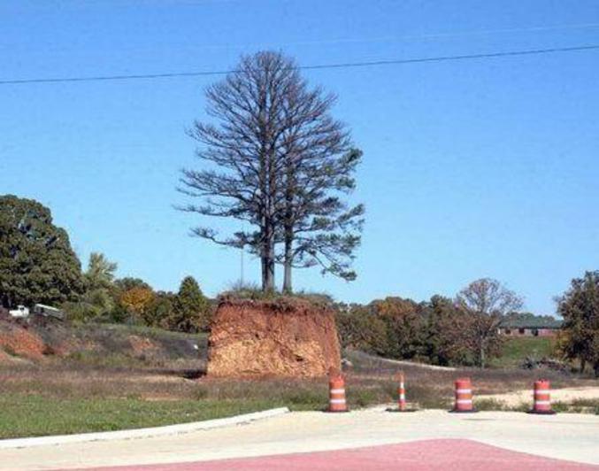 Un arbre rescapé des travaux