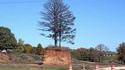 Arbre sauvé