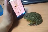 Crapaud joueur