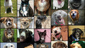 Les chiens heureux