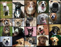 Les chiens heureux