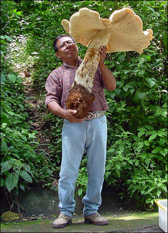 Un champignon mexicain Macrocybe titans de 20 kg