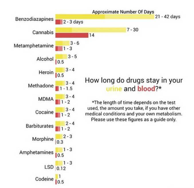 Le temps de visibilité des drogues dans le sang et les urines.