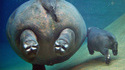 Hippopotin