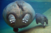 Hippopotin