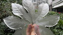 Feuille de glace