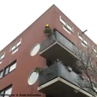 Chute de sapin