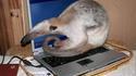 un chat bizarre...