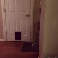 Le chat et la chatière
