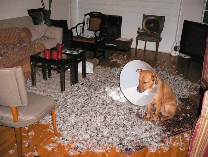Une punition pour un chien qui a fait pas mal de dégâts.