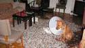 Punition pour chien