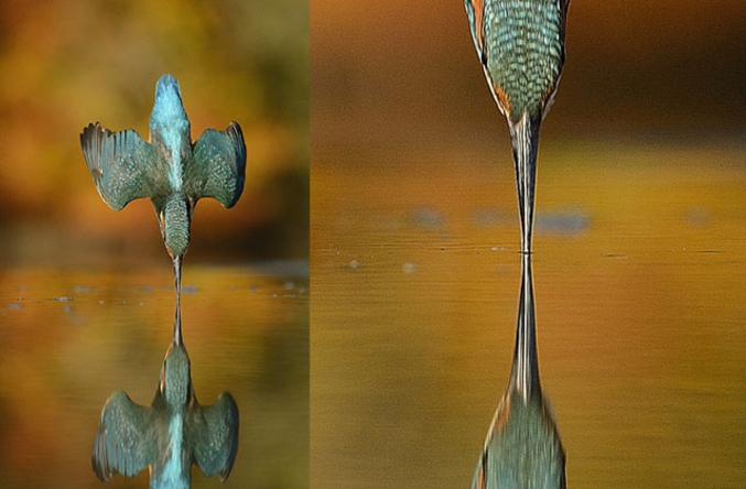 Ce photographe a pris plus de 700 000 clichés pendant 6 ans pour arriver à cette photo parfaite d'un martin-pêcheur, oiseau ultra-rapide, fonçant sur sa proie. 