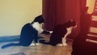 Chat consolé