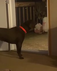 Ne rigolez pas, elle fait de son mieux !