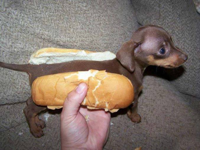 Un chien en sandwich
