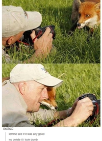 Renard tatillon
