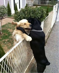 Rencontre entre potes