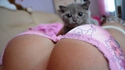 Un chaton