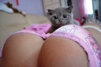 Un chaton