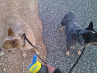 Chiens racistes