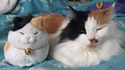 Un chat et son alter ego