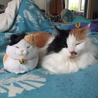 Un chat et son alter ego