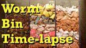 Un lombricomposteur en timelapse
