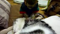 Un petit singe fait la toilette à un chat
