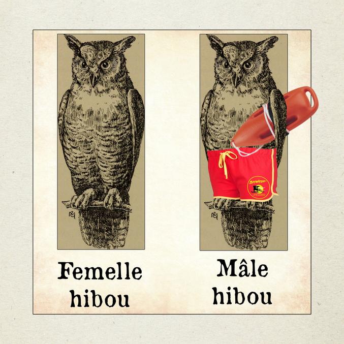 Qui hibou, y cuit