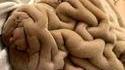 batard chien / cerveau