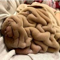 batard chien / cerveau