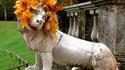 Lion stylé
