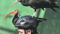 Casque et oiseau