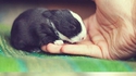 Une histoire de petit lapin